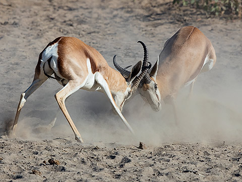 Springbok males fighting